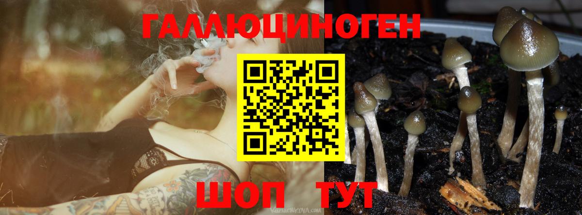 Галлюциногенные грибы мухоморы Губкинский